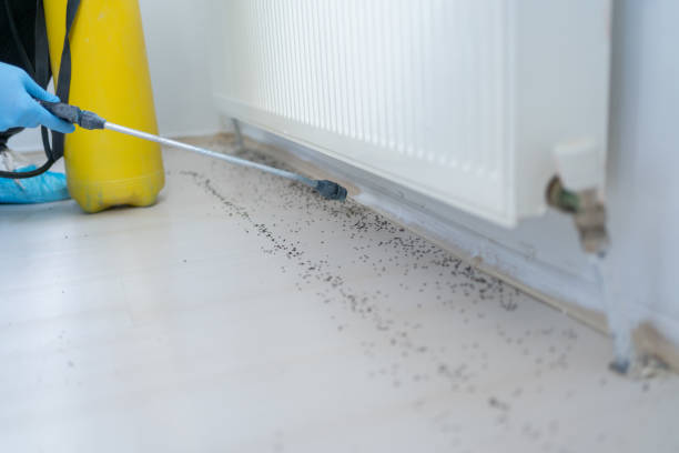Best Flea Control Services  in White Center, WA